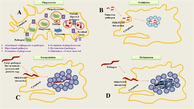 Insect-pathogen crosstalk and the cellular-molecular mechanisms of insect immunity: uncovering the underlying signaling pathways and immune regulatory function of non-coding RNAs